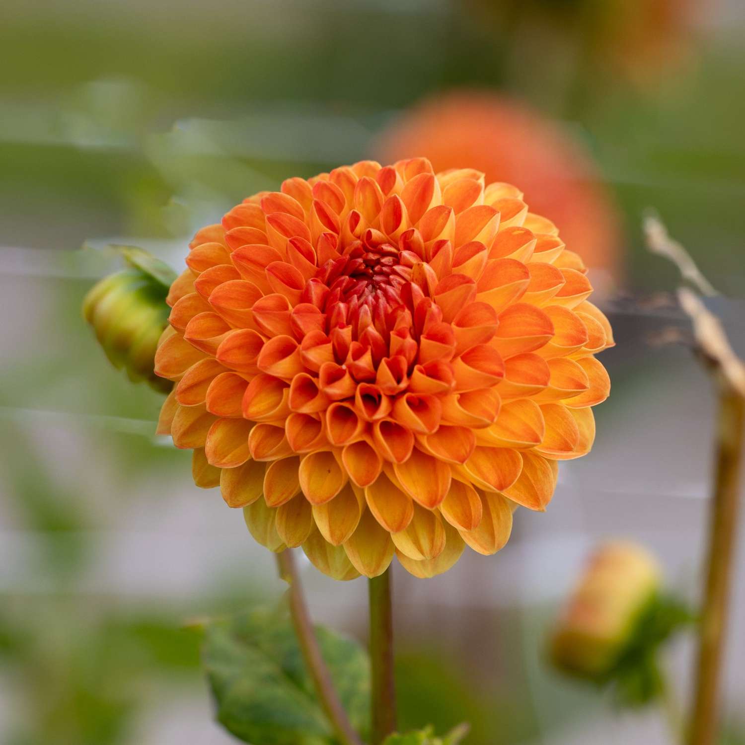 Dahlie ‘Souvenir d'Ete’